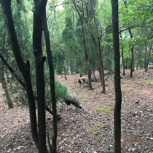 铭禹担保